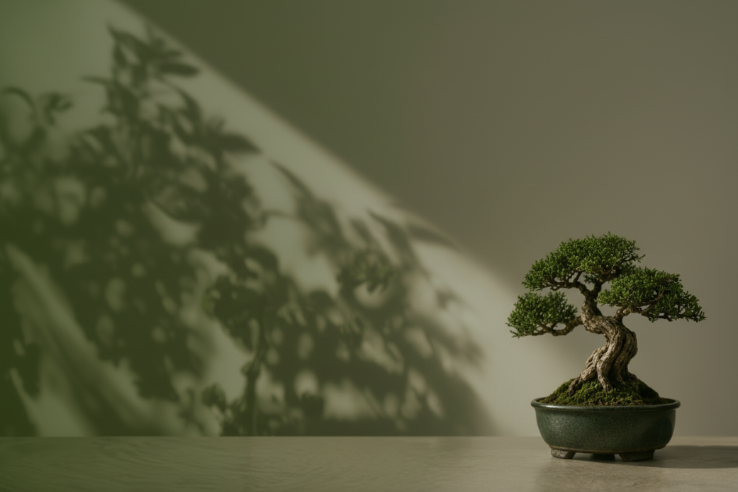 A small bonsai tree in a dark green ceramic pot sits on a light wooden surface against a warm beige wall, with soft leaf shadows cast across the background.
